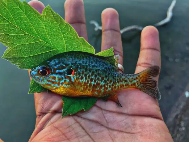 Photo of Pumpkinseed fish at Upper Onondaga Park