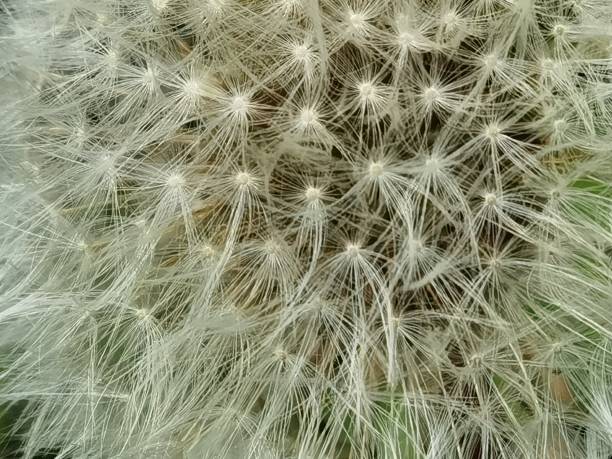 istock dandelion from close-up the white tips are visible 1340795539