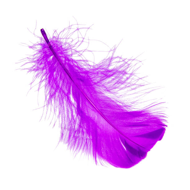 istock Purple violet fluffy elegance feather isolated on the white background 1340796967