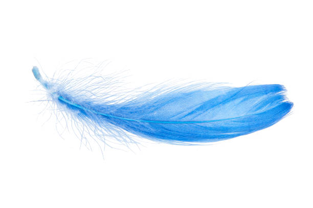 istock Elegant blue feather isolated on the white background 1340797012