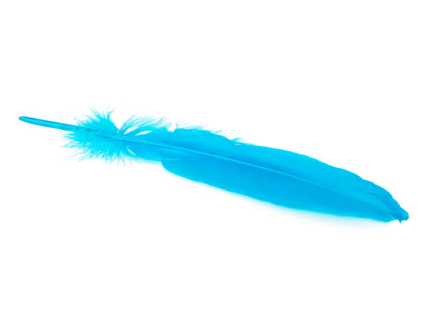 istock Decorative blue bird feather isolated on the white background 1340798124