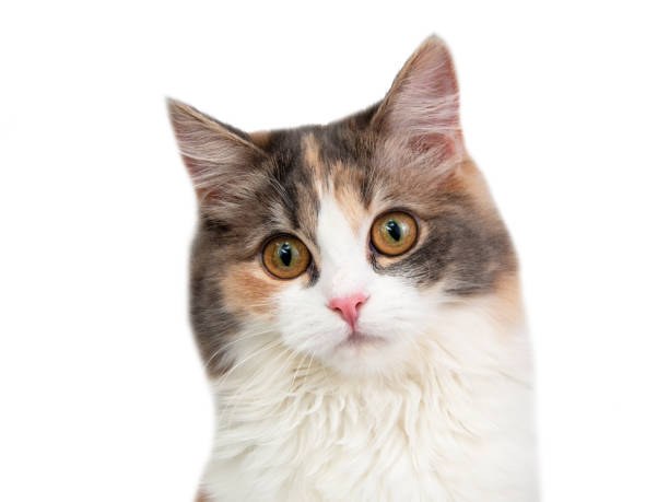 istock Bright fluffy cat three colors isolated on the white background 1340798136