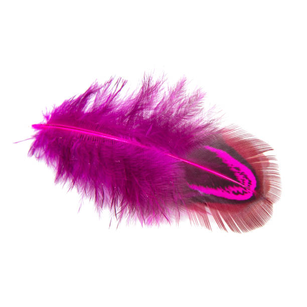 istock Elegant pink pheasant feather isolated on the white background 1340798155