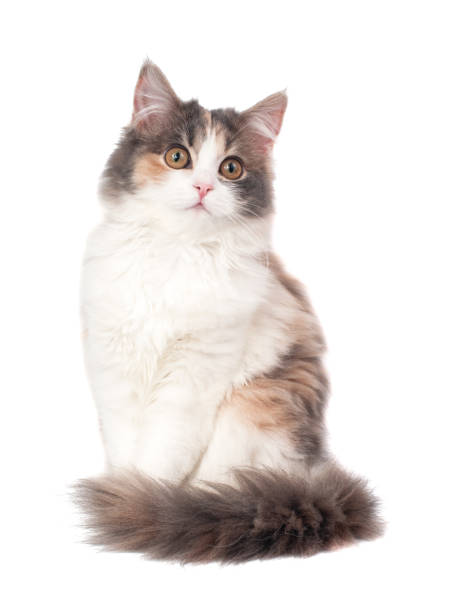 istock Bright fluffy kitten cat sitting isolated on the white 1340798223