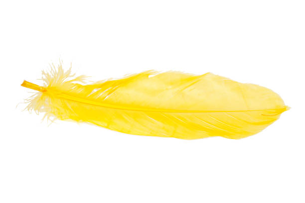 istock Elegant yellow feather isolated on the white background 1340798234
