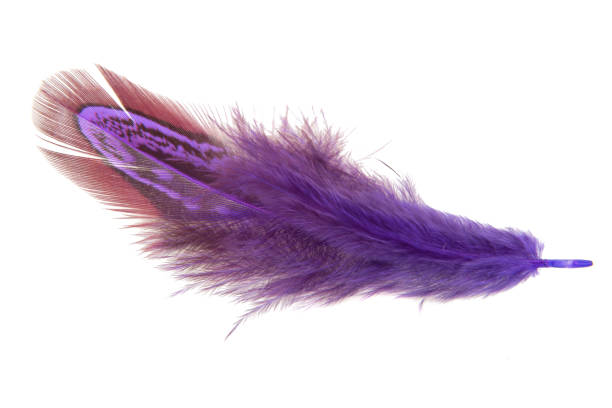 istock Purple decorative colorful pheasant bird feather isolated on the white background 1340798311