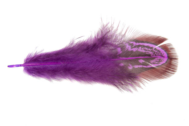 istock Purple decorative colorful pheasant bird feather isolated on the white background 1340798380