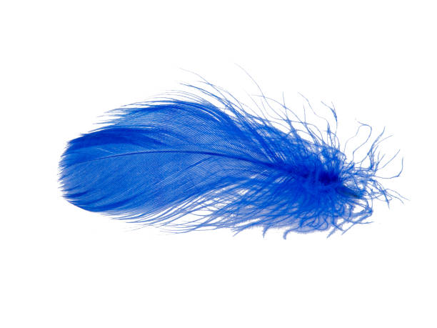 istock Delicate elegant blue feather isolated on the white background 1340800508