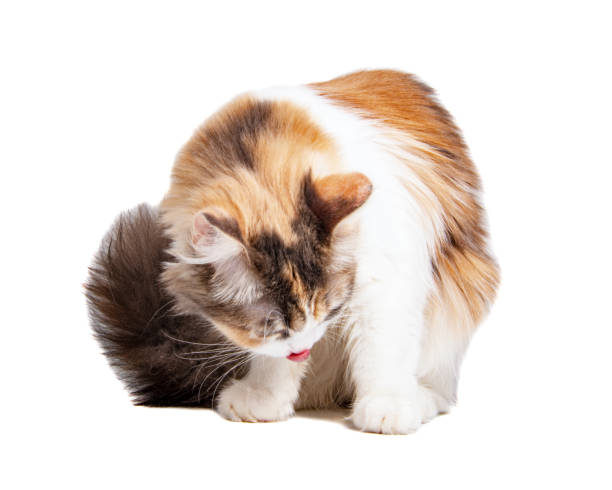 istock Funny fluffy forest cat bright color isolated on the white background 1340800515