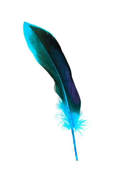 istock Blue decorative feather isolated on the white background 1340800646
