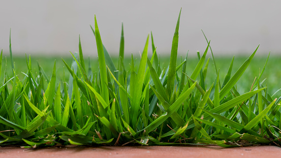 Close up of green grass with blurred background.