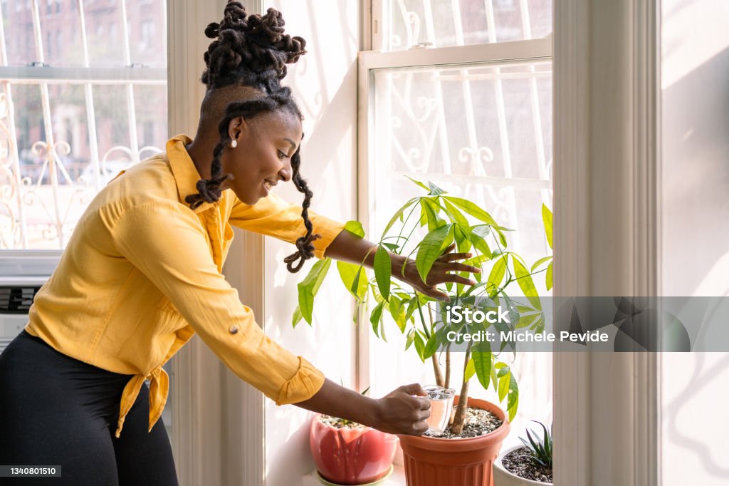 Black woman taking care of plants at home 30-34 Years Stock Photo