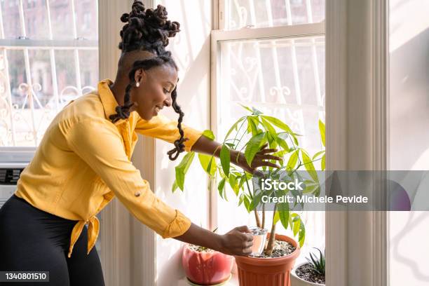 Black Woman Taking Care Of Plants At Home Stock Photo - Download Image Now - 30-34 Years, 35-39 Years, Active Lifestyle