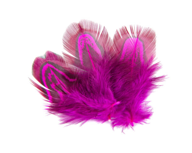 istock Elegant pink pheasant feather isolated on the white background 1340802685