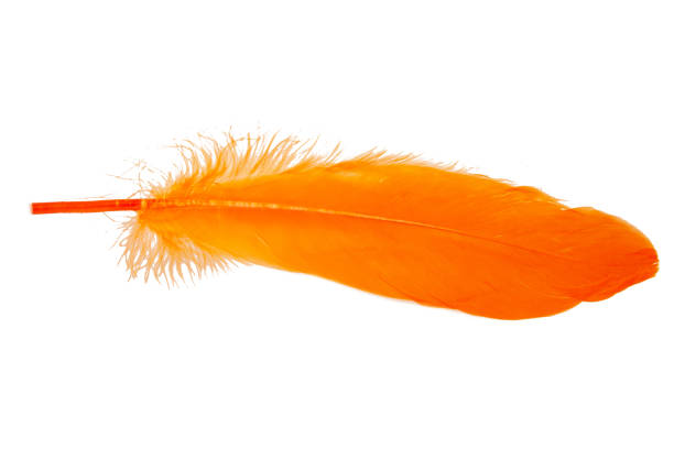 istock Elegant oange feather isolated on the white background 1340802813