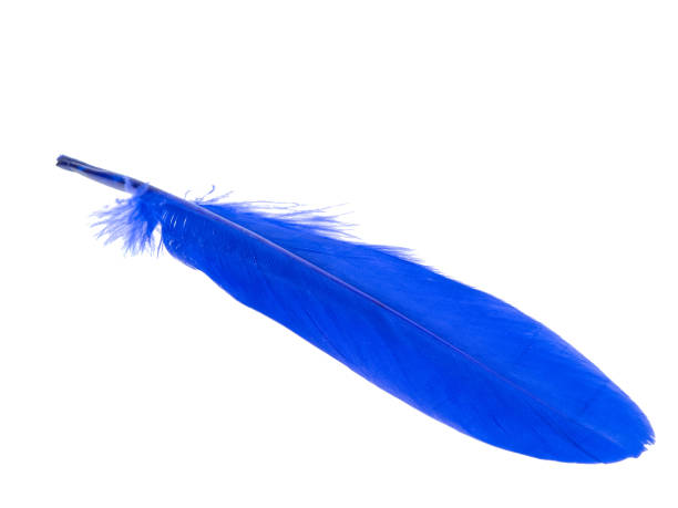 istock Decorative blue bird feather isolated on the white background 1340804070