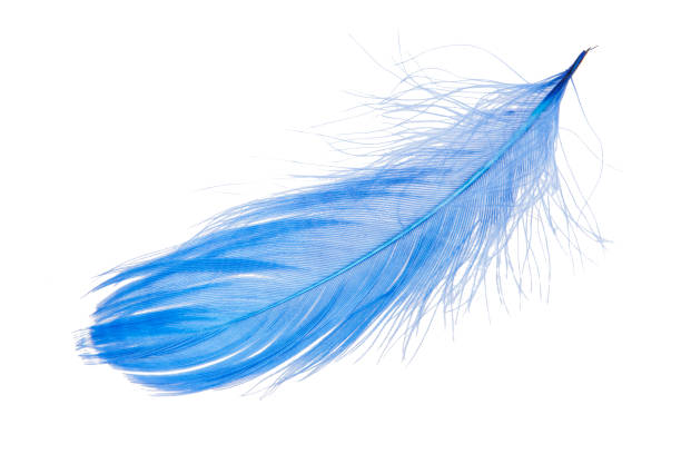 istock Elegant blue feather isolated on the white background 1340804080