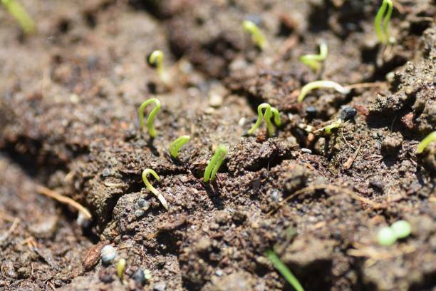 istock Onion cultivation in the vegetable garden. 1340808696