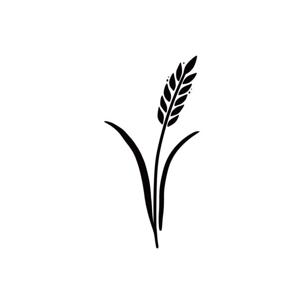 ilustrações, clipart, desenhos animados e ícones de trigo, cevada, ícone do arroz. desenhado à mão - barley black stem wheat