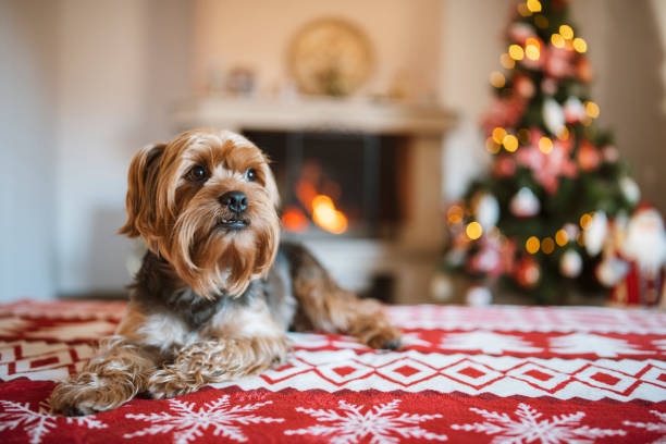 Portrait of terrier dog on cozy christmas background