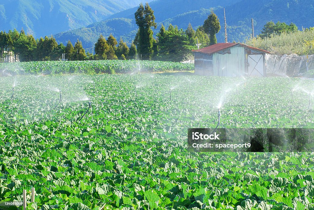 Vegetal con sistema de riego en el campo de la agricultura de montaña. - Foto de stock de Agricultor libre de derechos