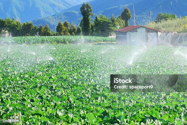 Photo libre de droit de Champ De Légume Avec Système Dagriculture De Montagne banque d'images et plus d'images libres de droit de Agriculteur