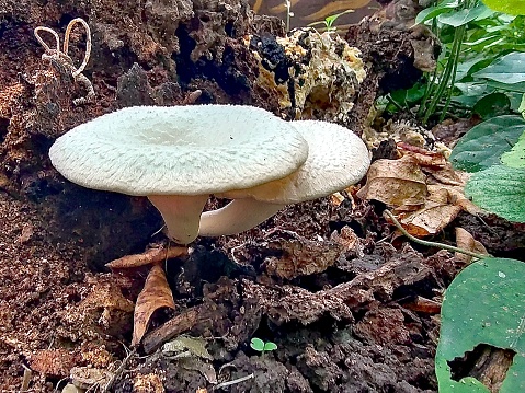 Pleurotus Ostreatus, Oyster Mushroom, Hiratake Growing on The Wood