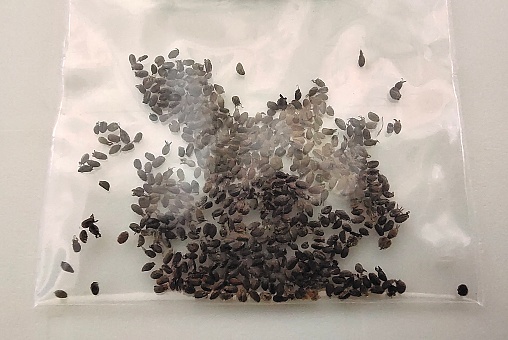 Holy Basil or Ocimum Sanctum Seeds in Plastic Bag