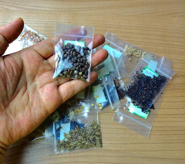 Hand Holding Vegetable Seeds in Plastic Bag stock photo