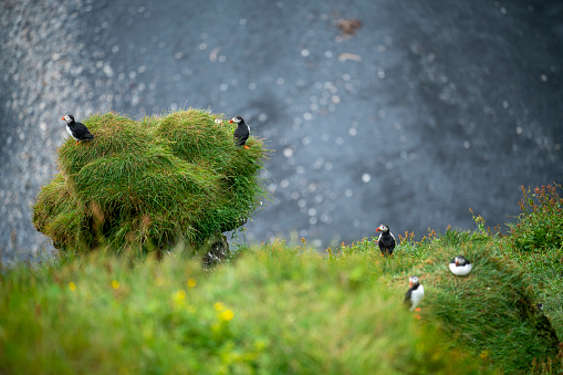 Beautiful Puffins on the coast cliff near \nDyrhólaey Lighthouse in Iceland. Blurred ocean far down the cliff in background.