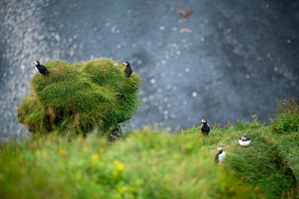 Beautiful Puffins on the coast cliff, with ocean down in background, Iceland. Beautiful Puffins on the coast cliff near 
Dyrhólaey Lighthouse in Iceland. Blurred ocean far down the cliff in background. puffin photos stock pictures, royalty-free photos & images