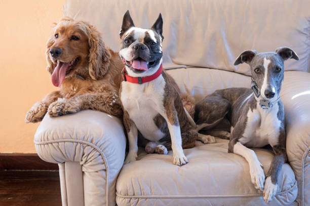 istock Three dogs ,  Boston terrier, Cocker spaniel, Whippet on a large white chair 1340812507