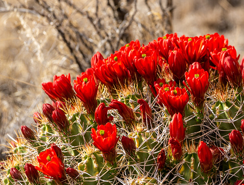 Flowering claret cup cactus in Chaco Culture National Historical Park in New Mexico