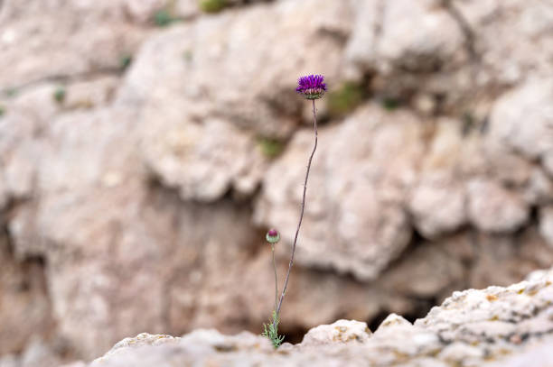 Blooming red poppy growing on the rocks. Natural background. Shallow DOF. Selective focus. Copy space.