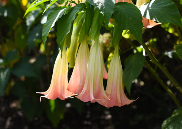 Brugmansia flowers growing in Russian Far East stock photo