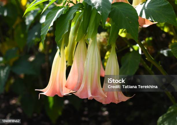 Brugmansia Flowers Growing In Russian Far East Stock Photo - Download Image Now - Angel's Trumpet - Flower, Red Angel's Trumpet, Agriculture