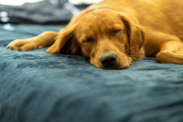 istock Golden Retriever Flat Out Asleep on Blue Blanket 1340819295
