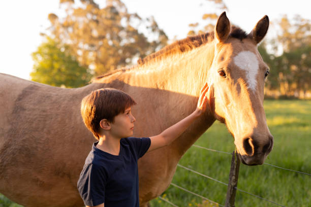 10 years old boy touching a horse at sunset