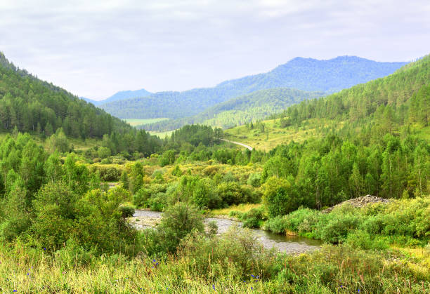 istock Green river bank in the Altai Mountains 1340820091