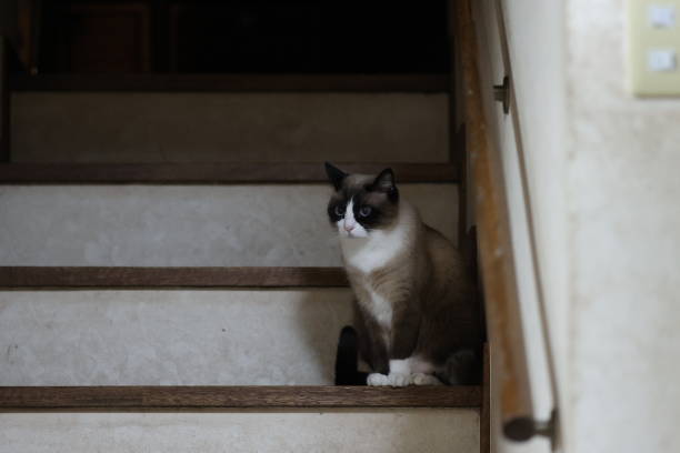 istock Quiet cat sitting on the stairs 1340820420