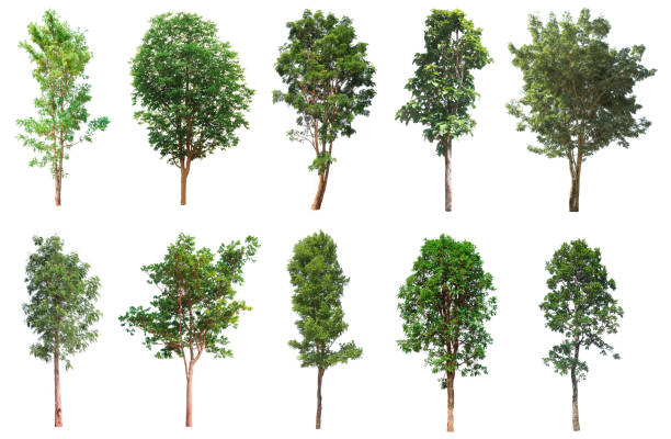 colección de árboles, hermoso conjunto de árboles grandes y tropicales adecuado - artificial tree fotografías e imágenes de stock