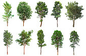 Tree collection, Beautiful large, tropical tree set suitable