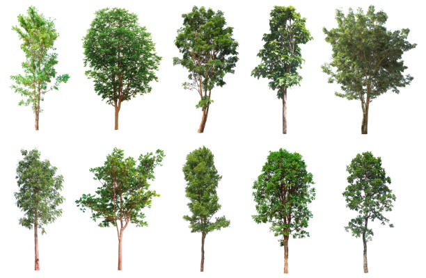 Tree collection, Beautiful large, tropical tree set suitable Tree collection, Beautiful large, tropical tree set suitable for use in design or decoration, isolated on a white background photo png pictures stock pictures, royalty-free photos & images