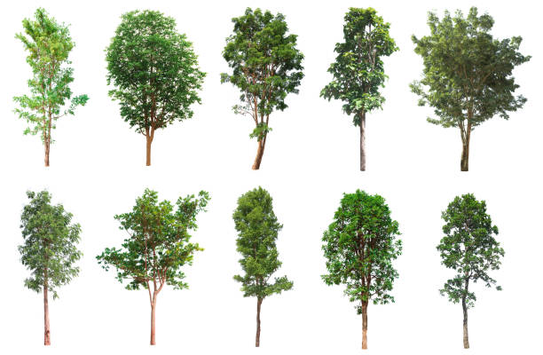 Tree collection, Beautiful large, tropical tree set suitable Tree collection, Beautiful large, tropical tree set suitable for use in design or decoration, isolated on a white background plant png photos stock pictures, royalty-free photos & images