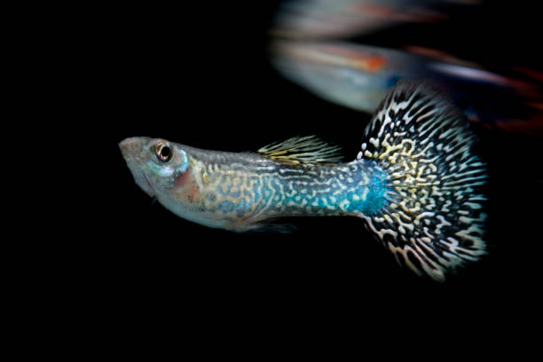 istock guppy zebra fish in black background 1340822957
