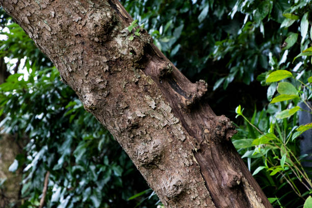 istock Unevenness of wood 1340826995