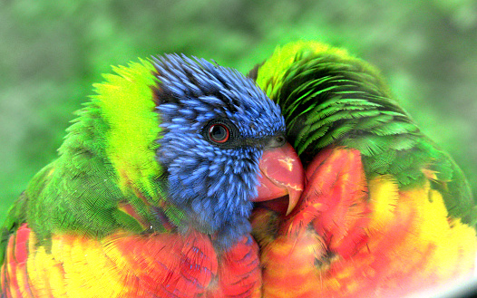 A close up shot of two birds.