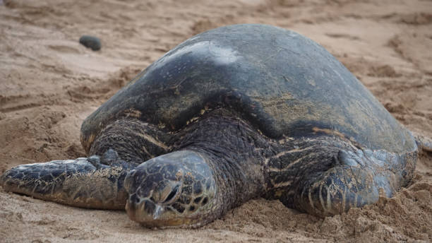 istock Hawaiian Green Sea Turtle Basking on the Beach 1340828228