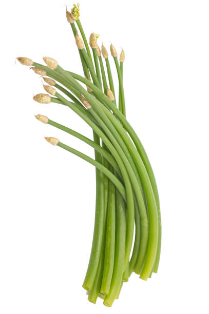 istock Chives flower or Chinese Chive isolated on white background 1340828260
