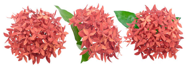 istock Ixora flower isolated on white background 1340828263